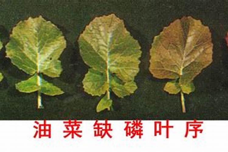 花卉开花需要什么肥料