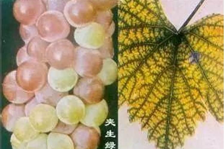 葡萄树缺镁有什么症状与防治措施？