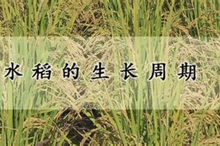 水稻可撒磷肥吗