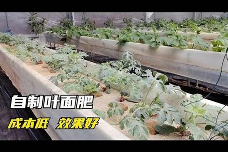 黄豆什么时候打矮壮素好