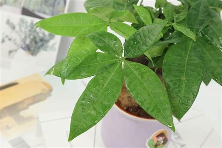 发财树浇什么肥料可枝叶旺盛