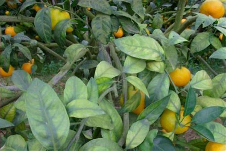 无核沃柑是如何种植？种植过程中应该注意哪些问题？