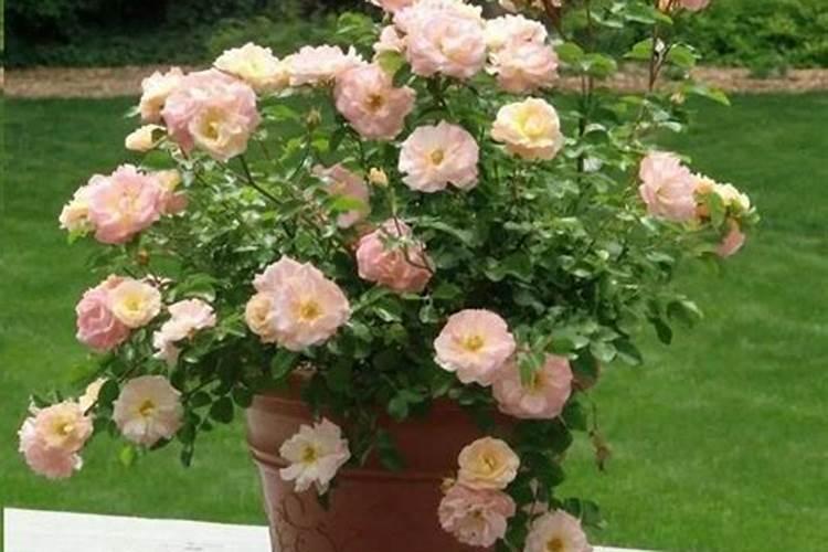 月季花施肥时间 月季花什么时候施肥