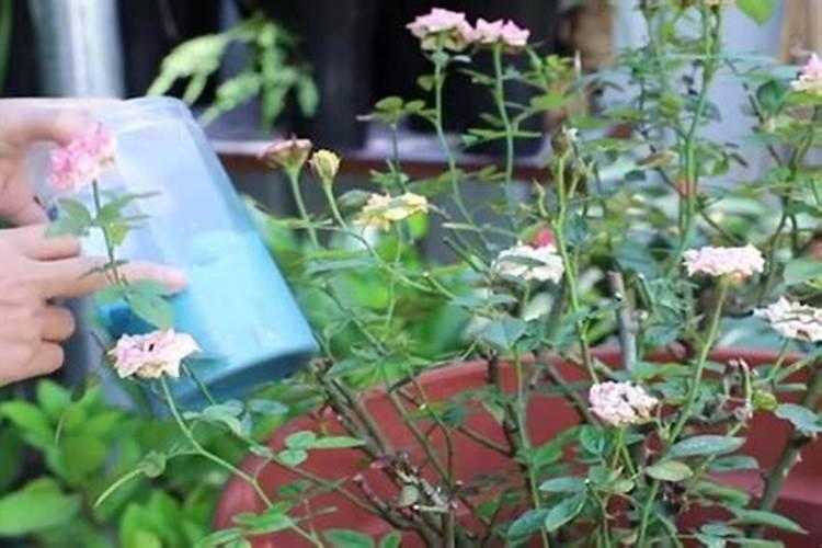 月季花什么时候施肥