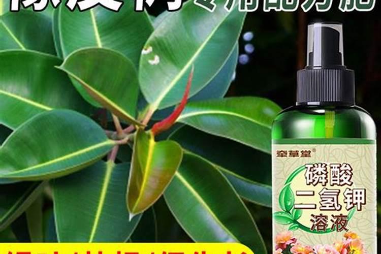 橡皮树养殖方法和注意事项大全