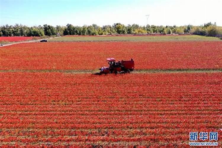 海鲜捞汁的做法