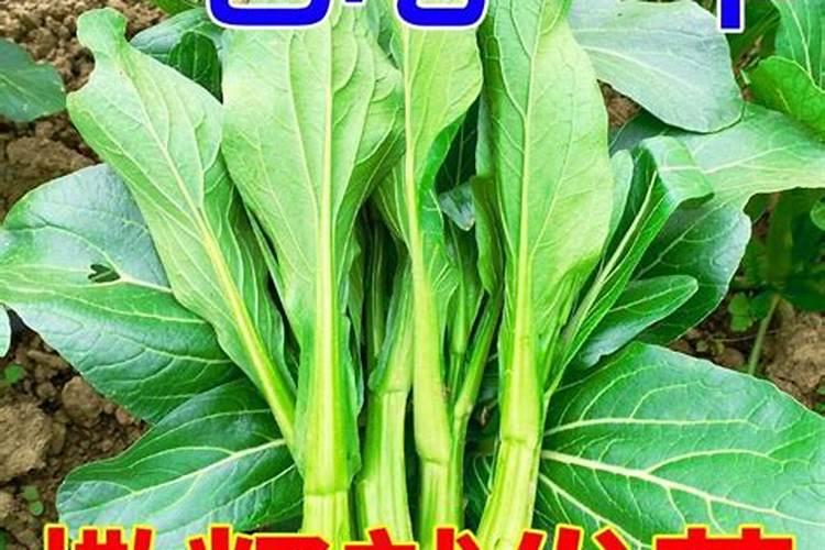 四九菜心怎么种植