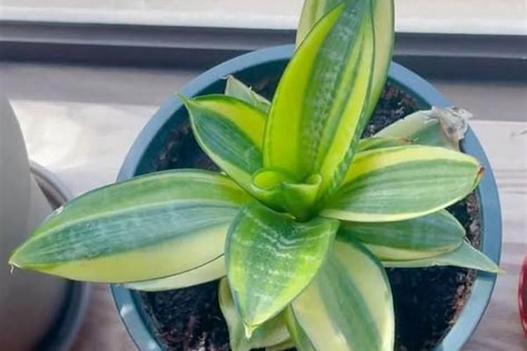 虎皮兰的养殖方法和注意事项有哪些