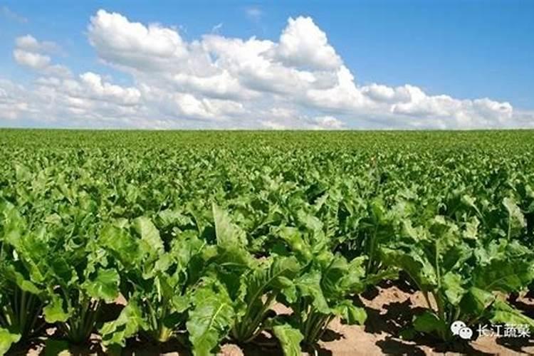 甜菜高产施肥技巧