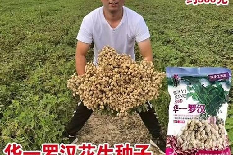 花生底肥如何选择？硫酸钾和氯化钾哪个更合适？