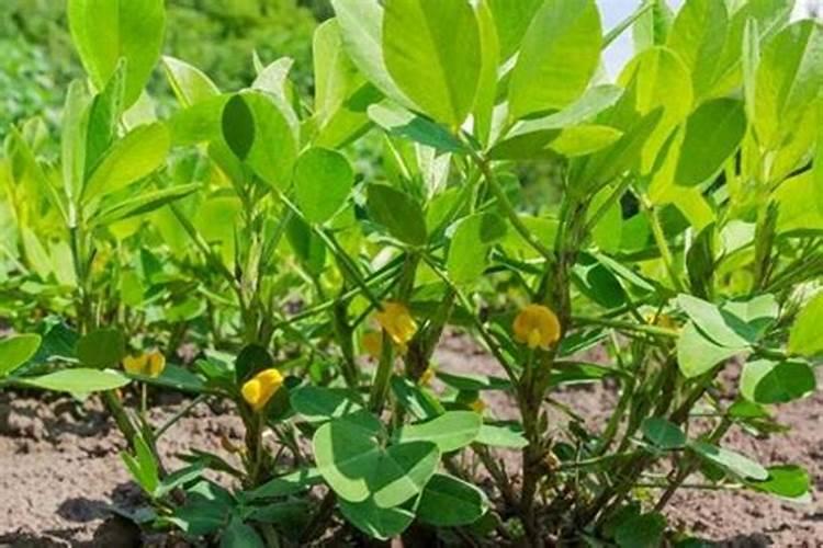 花生苗期用什么肥料好