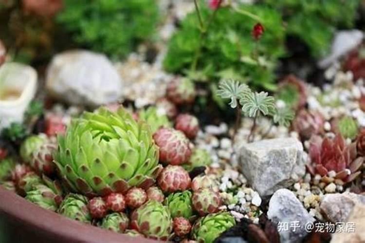 多肉上色肥料怎么用