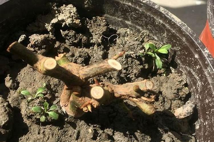 移植后的玫瑰老桩发芽了,可以去膜,和施肥吗？