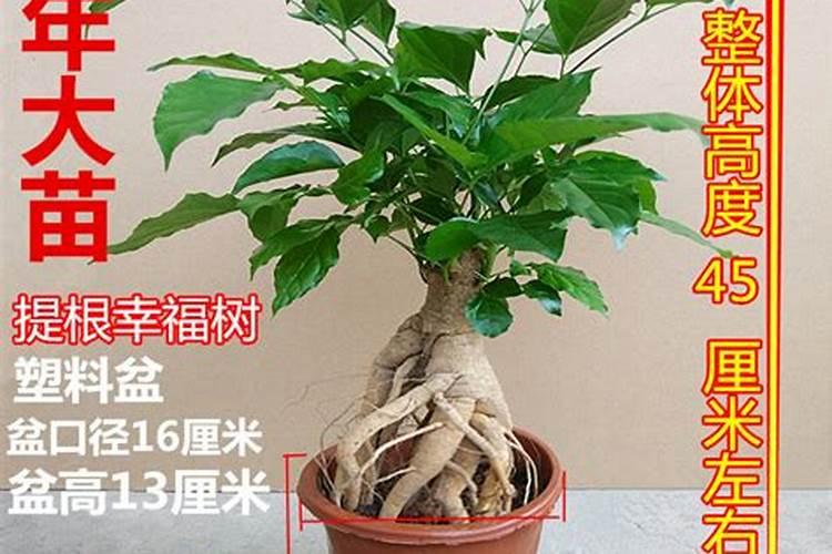 三角梅老桩发芽后怎么养护