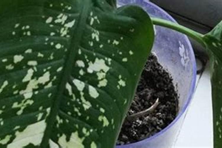 广东万年青用什么肥料