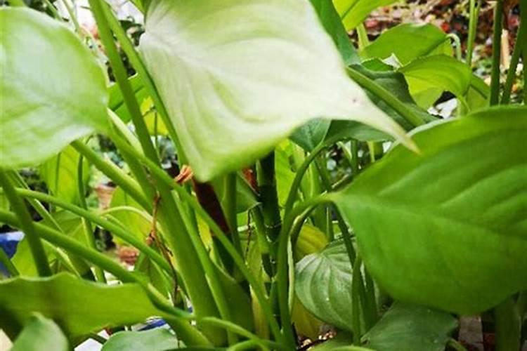 我家养的广东万年青长得得茂盛,杆长弯了怎么办？