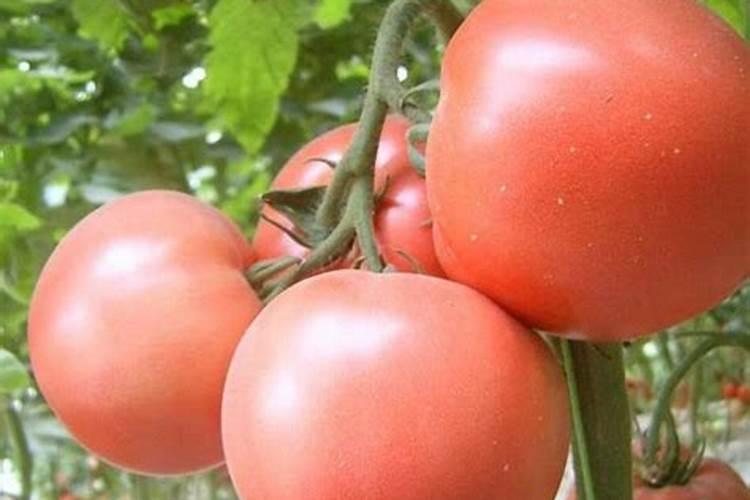 鱼蛋白水溶肥可以浇什么花？