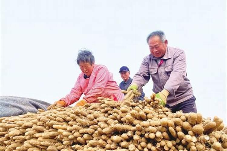 硅肥什么牌子最好