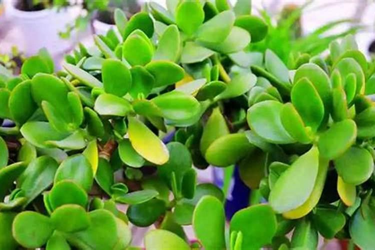 燕子掌喜欢什么肥