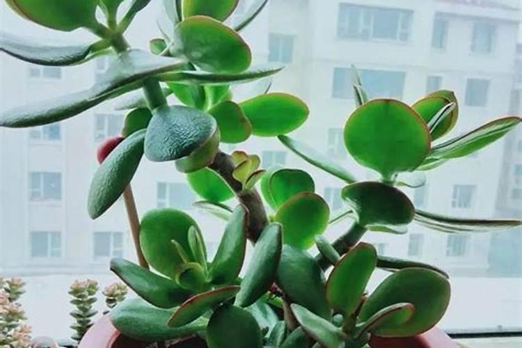 燕子掌施肥方法,用什么肥好