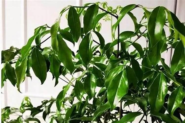 钾肥的作用是什么 钾肥有哪些种类