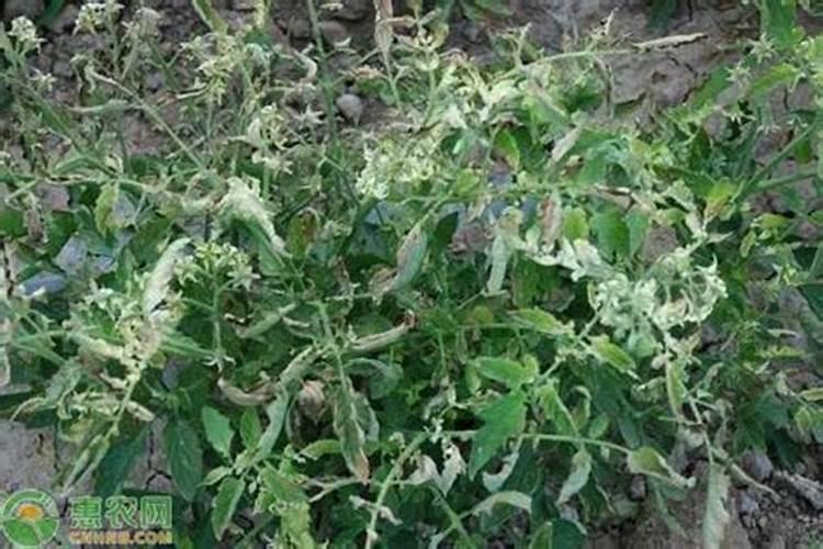 肥料浓度过高会怎么样