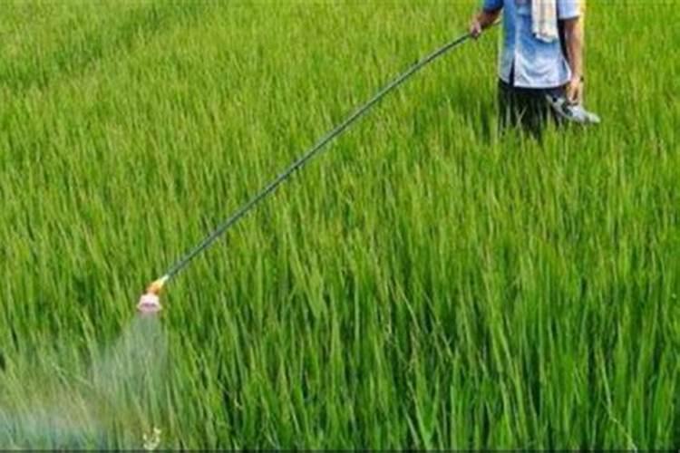 钾肥冲施浓度是多少