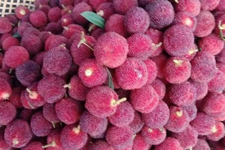 长寿花花苞期间怎么养护？