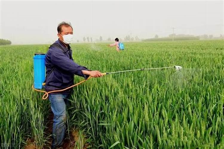 小麦打什么叶面肥高产