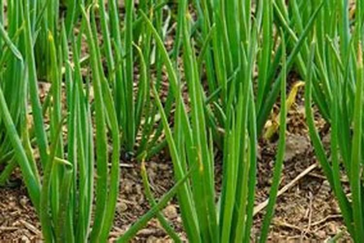 四季小香葱的种植时间及方法要点