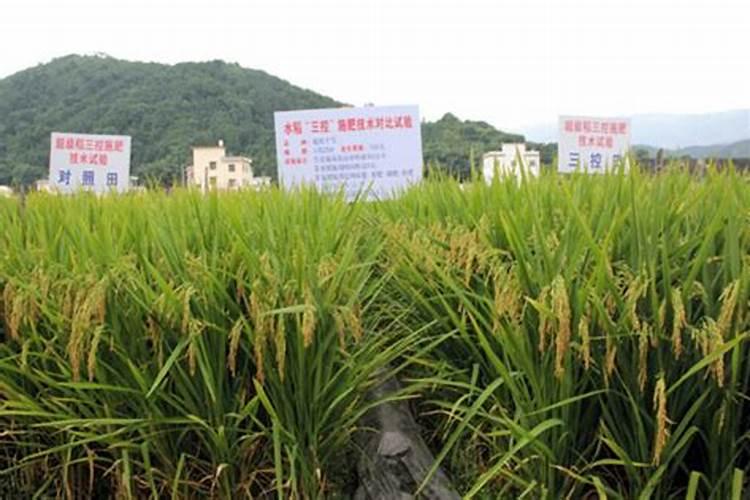 树木什么时候施肥是最佳时期