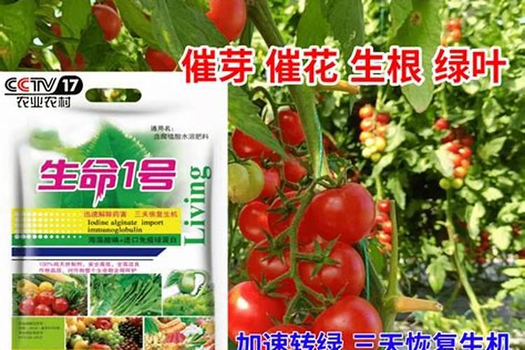 西红柿有干裂怎么办