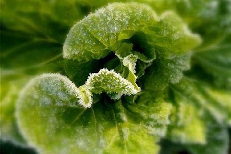 小麦冻害用什么药补救