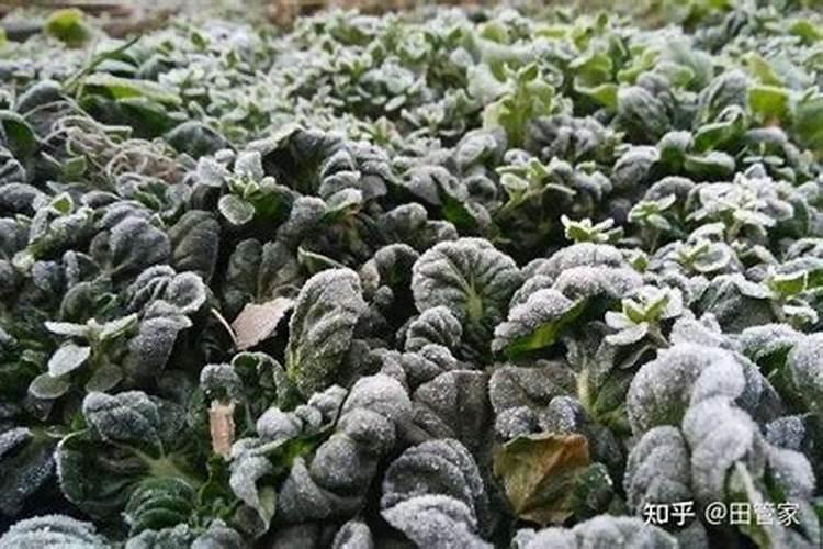 冬小麦浇完冻水后出现冻死的现象用什么方法可补救？