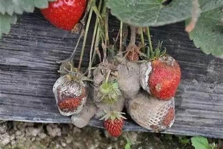 怎么根治葡萄灰霉病