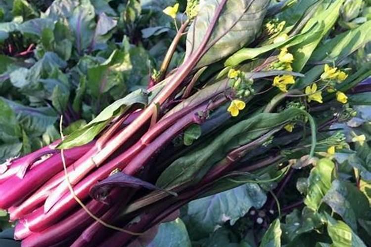 红菜苔病虫害该怎样防治呢？