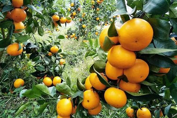 磷酸二氢钾、尿素用作叶面肥,怎样配比？