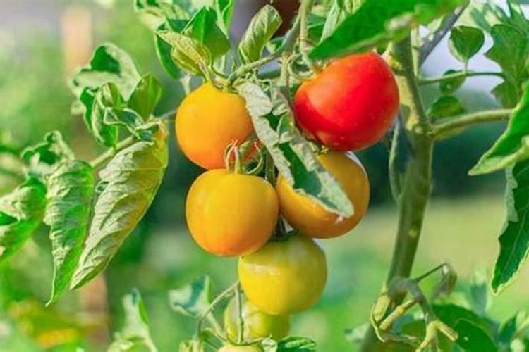 授粉成功的番茄需要怎么施肥