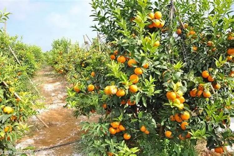 果树沃柑什么时间施肥好？怎样让果实快速转色？沃柑膨果着色肥料“调色师...