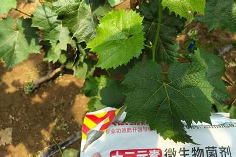 葡萄打什么叶面肥上色快