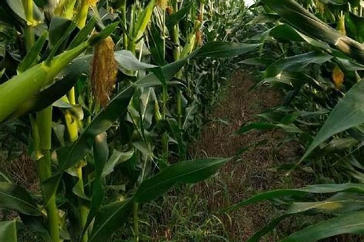 64磷酸二铵多少钱一吨