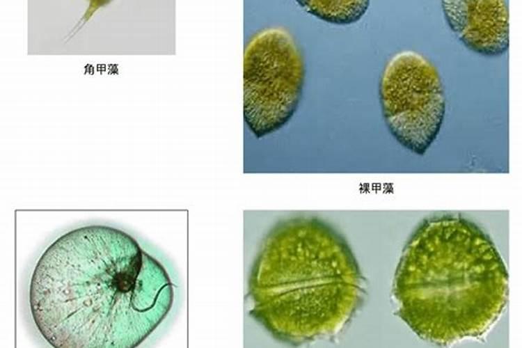 如何防治甲藻灾害