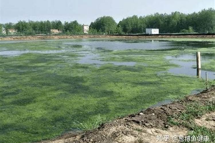 水变红 需要怎么处理