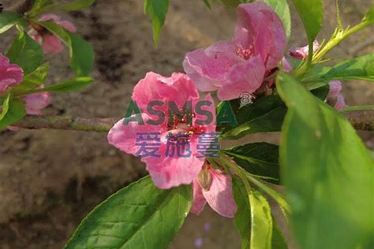 桃树苗种植步骤和方法 桃树怎么高产养殖