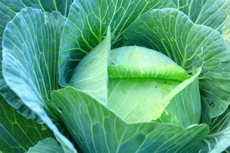 羽衣甘蓝什么时候播种 羽衣甘蓝的肥料要求