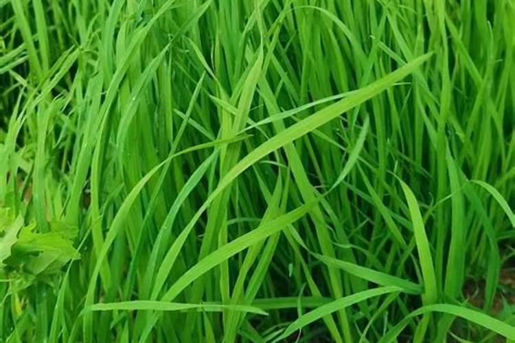 菜叶直接埋土里沤肥需要多久？