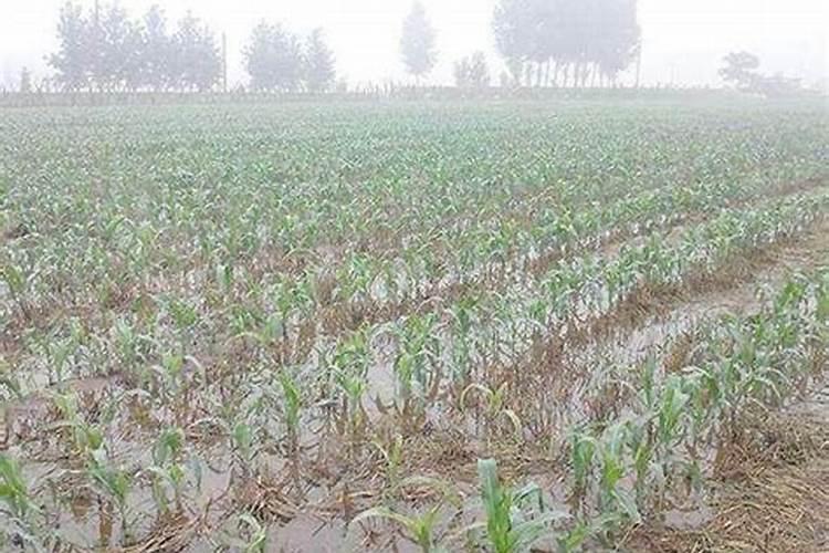 玉米地磷钾含量过多怎样救