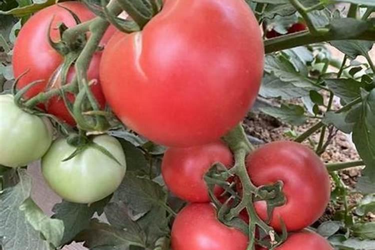 红宝石番茄种植方法