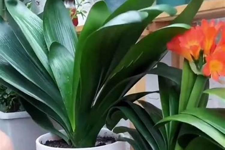 君子兰多久施一次肥最好