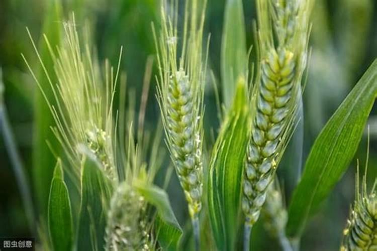 有哪些关于胺鲜酯膨大的独特配方